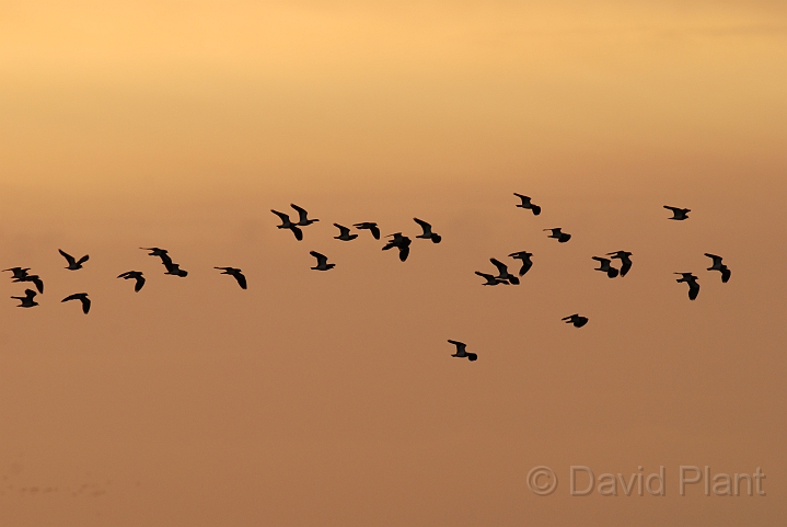 Lapwing flock at dusk - D.JPG - Lapwing flock at dusk - Norfolk